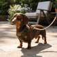 Dachshund wearing a plaid harness on a leash in an outdoor setting