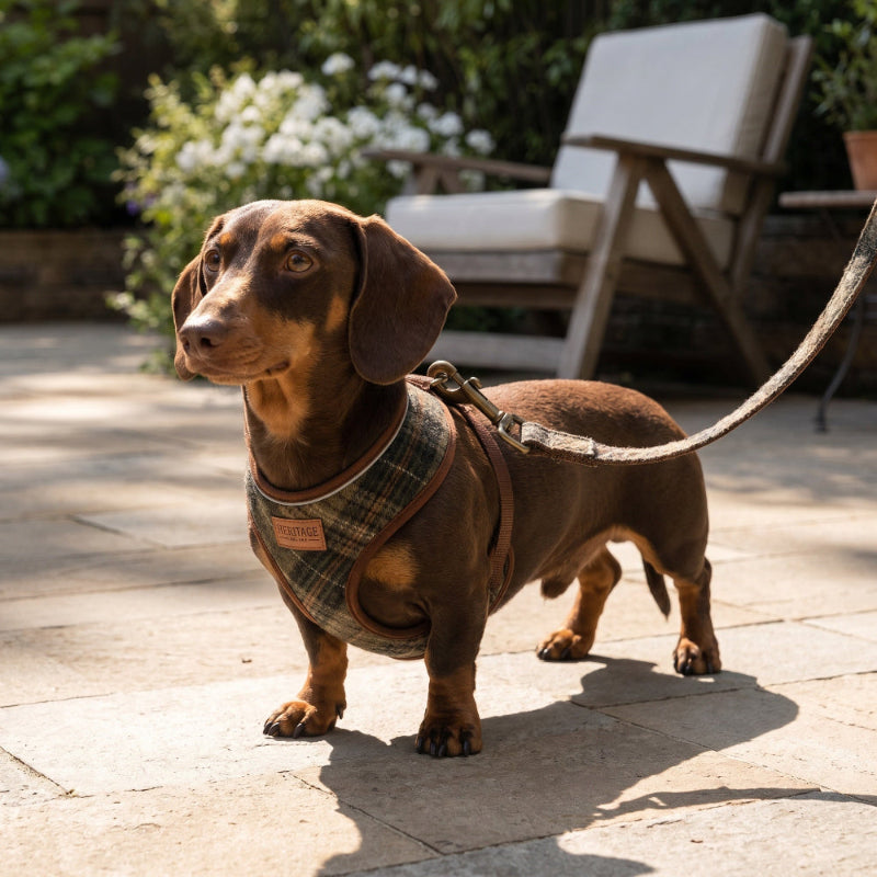 Dachshund wearing a plaid harness on a leash in an outdoor setting
