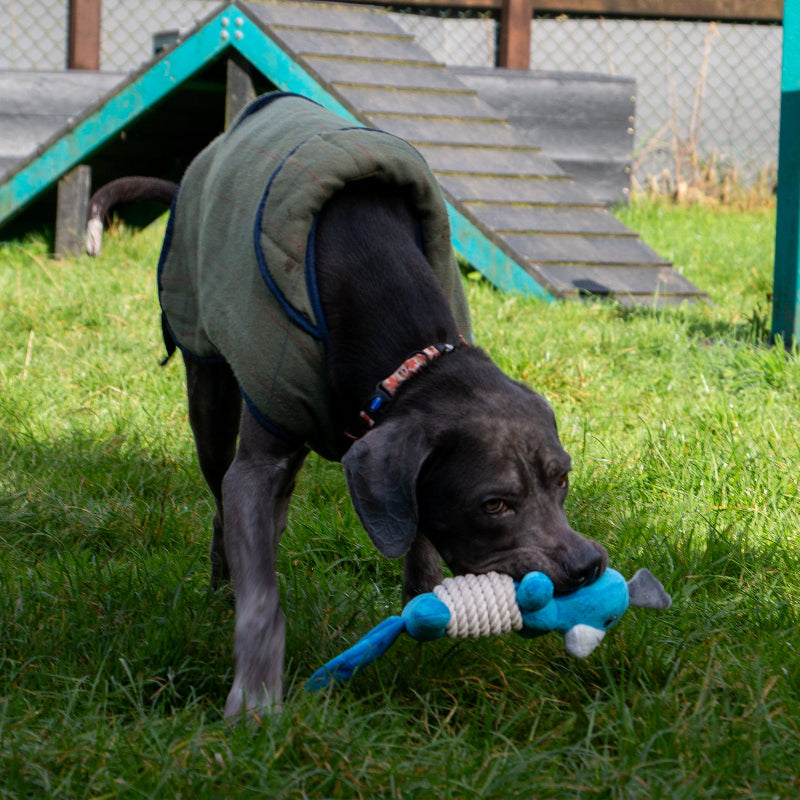 Dog playing with a toy in a grassy area with a wooden structure in the background