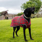 Dog wearing a red plaid coat standing on grass with trees in the background