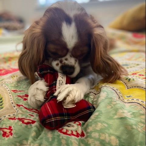 A small brown and white dog lying on a patterned green quilt, chewing on a red tartan plaid toy.
