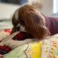 A brown and white dog lying on a colorful patterned quilt, chewing on a red plaid toy. The dog is wearing a dark red long-sleeve shirt.