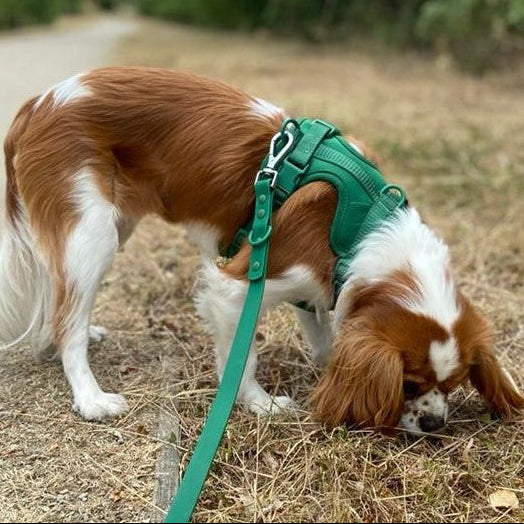 Dog wearing a green harness set on a dirt path with trees in the background