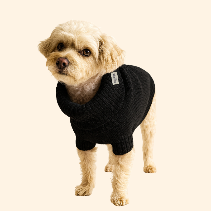 Dog wearing a black sweater on a beige background
