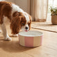 Dog drinking water from a pink and white bowl on a wooden floor.