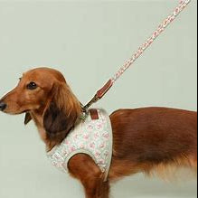 Small dog wearing a floral harness on a light gray background