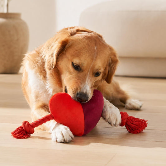 Dog playing with a red heart-shaped toy on a wooden floor.