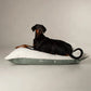 Dog lying on a large dog bed with a neutral background