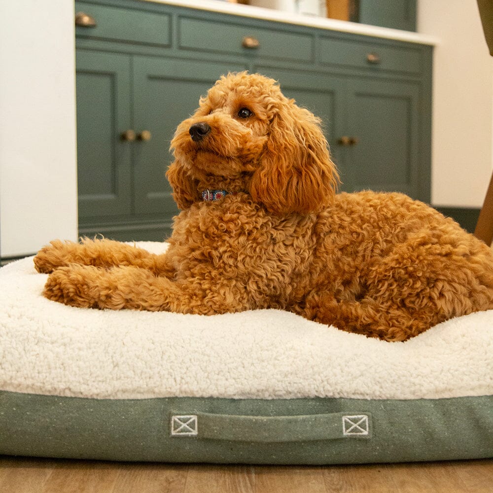 Brown dog lying on a cushioned pet bed in a kitchen setting