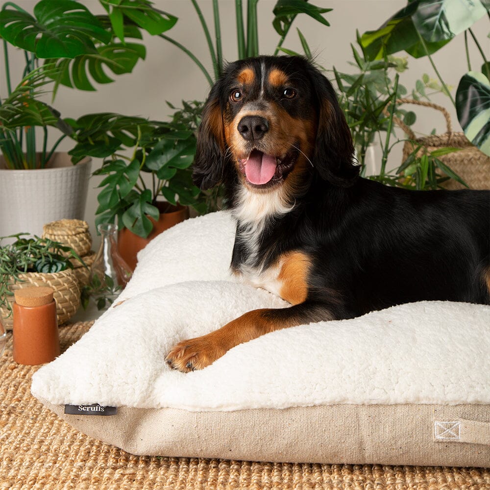 Dog lying on a fluffy white pillow with plants in the background
