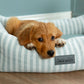 Puppy lying on a striped pet bed with Scruffs branding