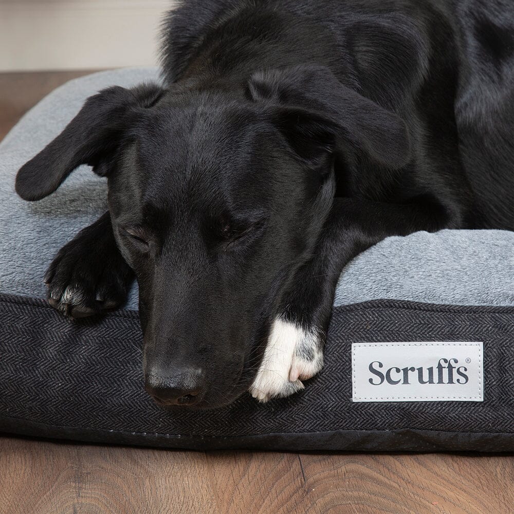 Black dog resting on a Scruffs branded pet bed.