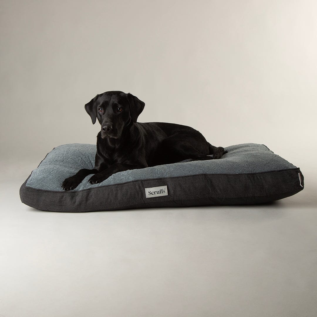 Dog lying on a gray and black dog bed with 'Scruffs' branding against a beige background