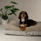 Dog lying on a Scruffs pet bed mattress with a plant in the background