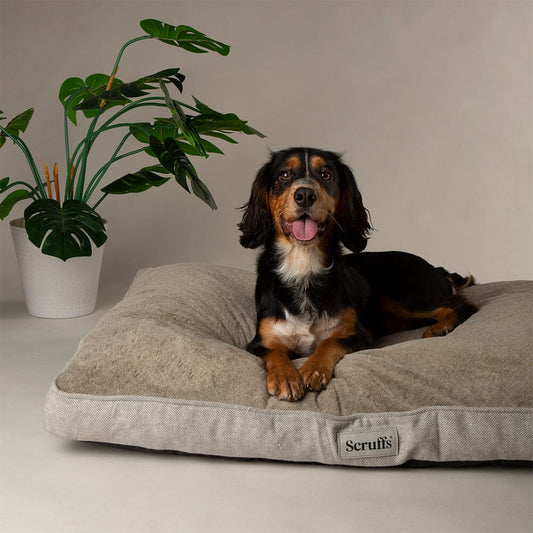 Dog lying on a Scruffs pet bed mattress with a plant in the background
