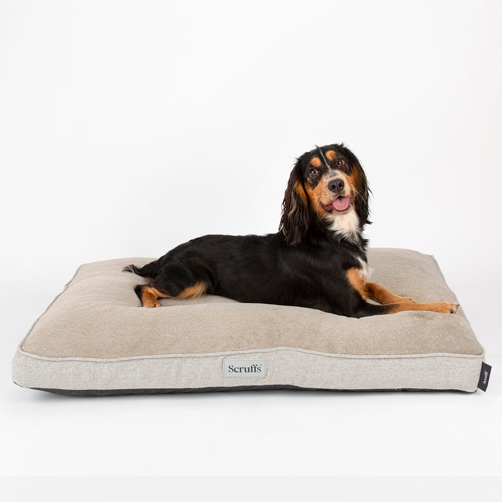 Dog lying on a beige Scruffs dog bed against a white background