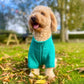 Dog wearing a teal green fleece jacket standing on grass with trees in the background
