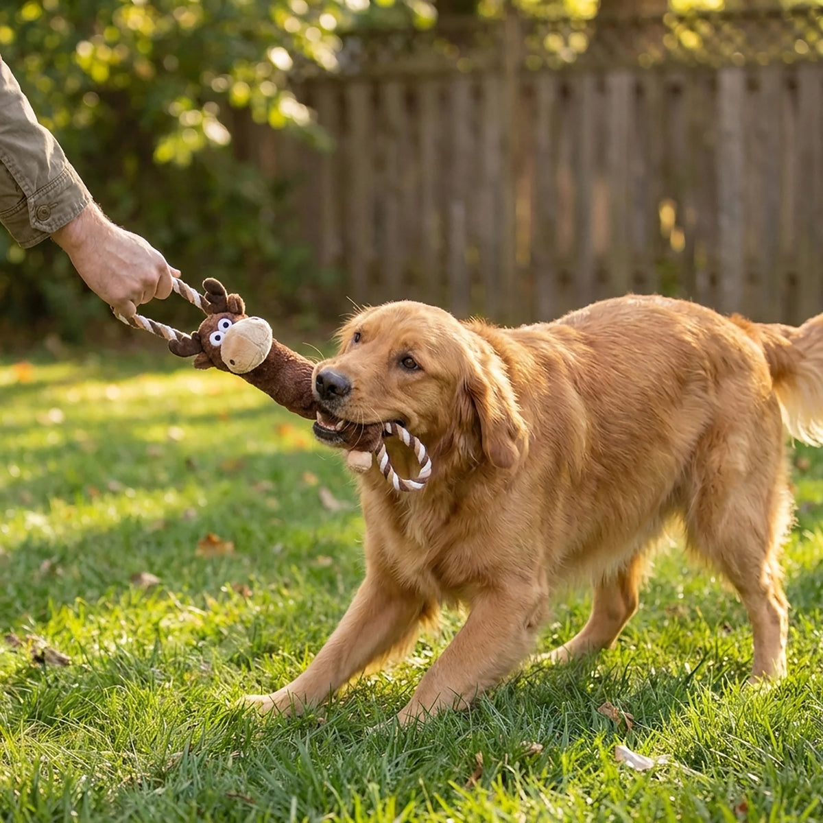 Dog playing tug with a kong moose rope toy in the garden