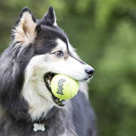 Dog with a tennis ball in its mouth against a blurred green background