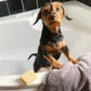 Small dog sitting in a bathtub with a sponge and towel