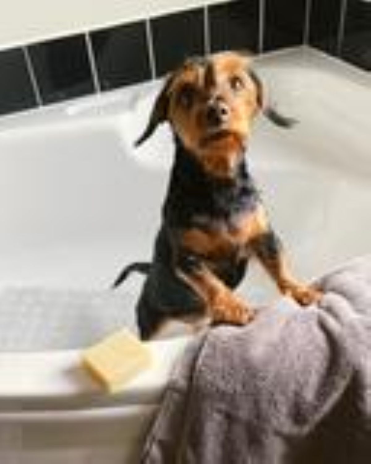 Small dog sitting in a bathtub with a sponge and towel