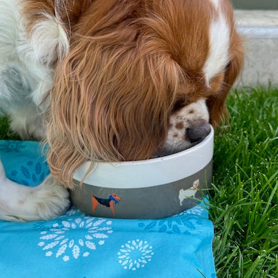 Dog drinking from a bowl with a blue mat and grass in the background