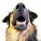 Gizzls Dental Dazzle dog dental treats with dental-care information
