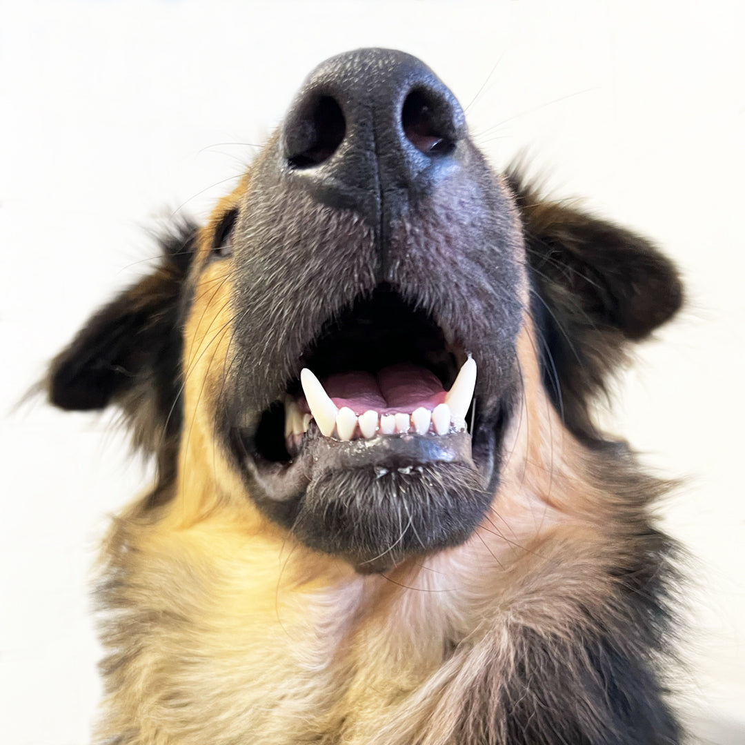 Gizzls Dental Dazzle dog dental treats with dental-care information