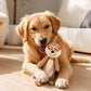 Dog playing with a plush recycled dog toy in a cozy living room