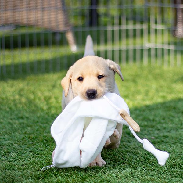 Puppy playing with a bone-shaped toy on grass