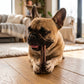 French BullDog holding a beef pizzle chew stick on a wooden floor in a living room