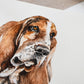 Close-up of the brushwork and detail in a custom dog portrait