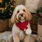 A small cream-colored dog wearing a red knit Christmas scarf with a white pom-pom and a small gingerbread tag, sitting in a cozy indoor setting with a blurred Christmas tree in the background.