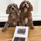 Two brown dogs sitting on a table with a photo of two dogs displayed.