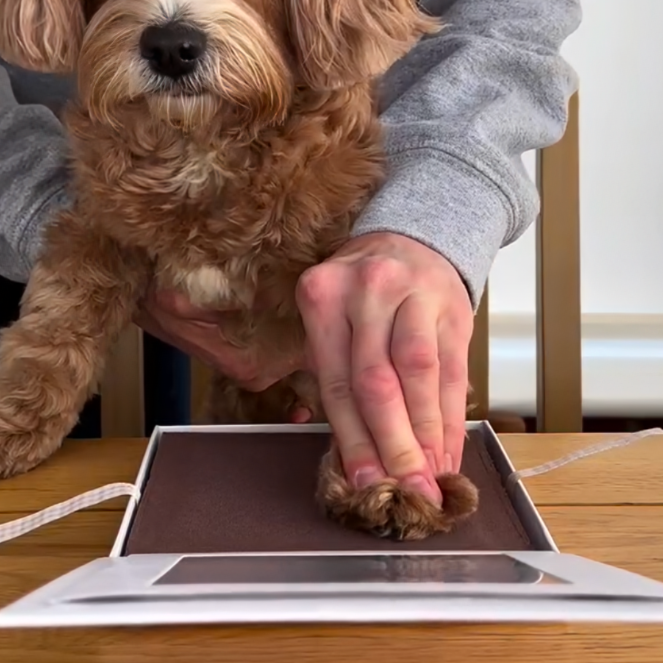 Person pressing a dog's paw on a print pad with a white background