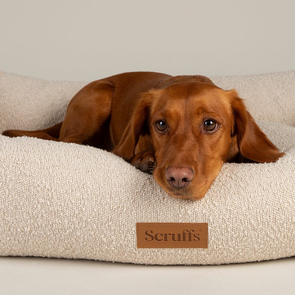 Dog lying on a beige Scruffs pet bed.