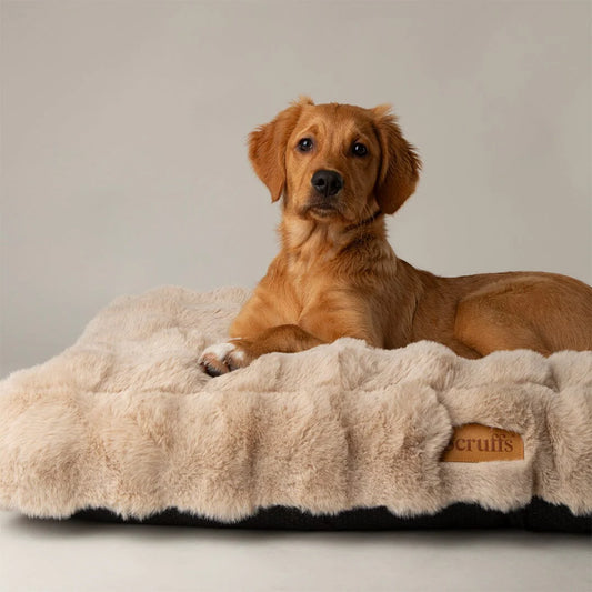 Cute dog laying on scruffs pet mattress