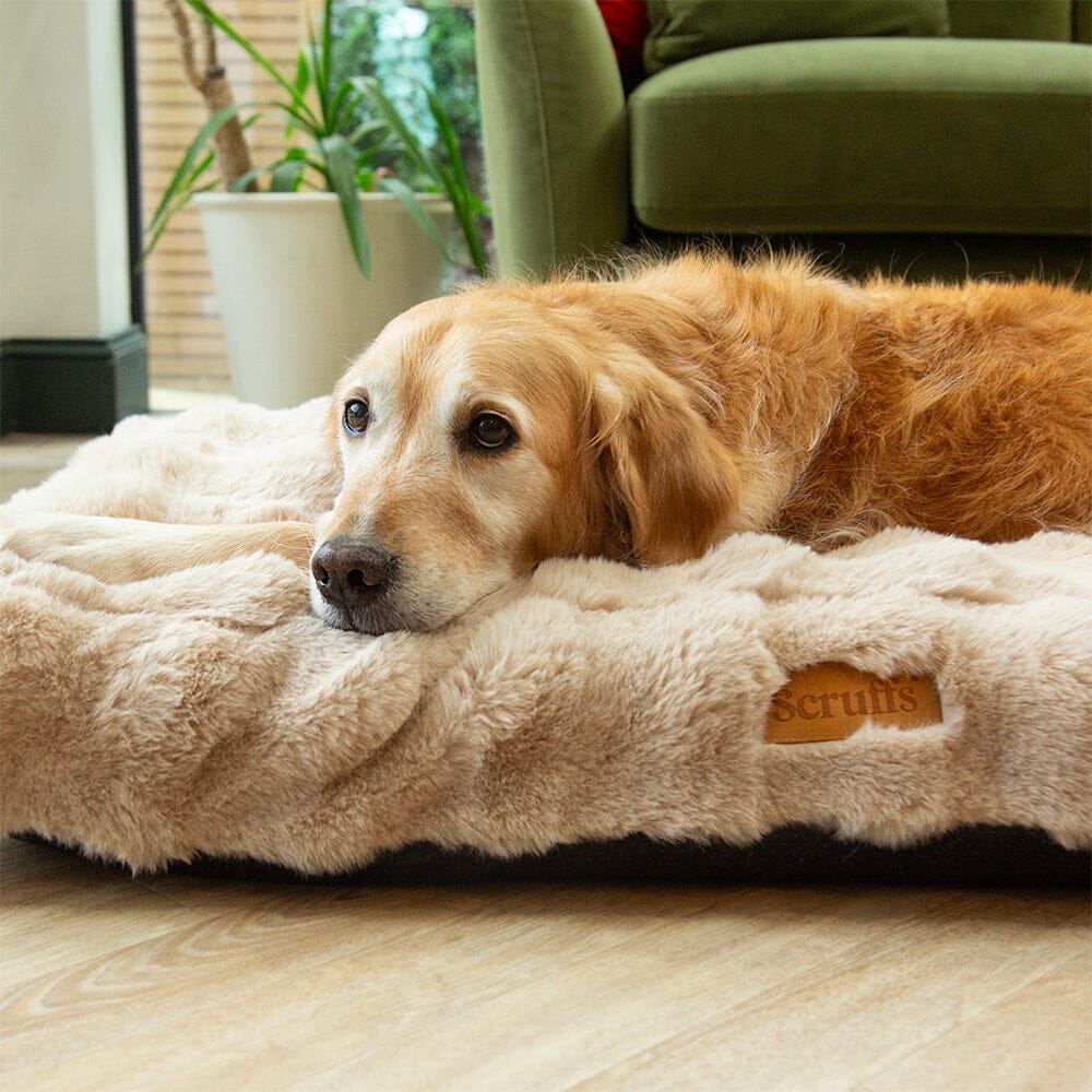labrador laying comfortably on scruffs pet mattress bed