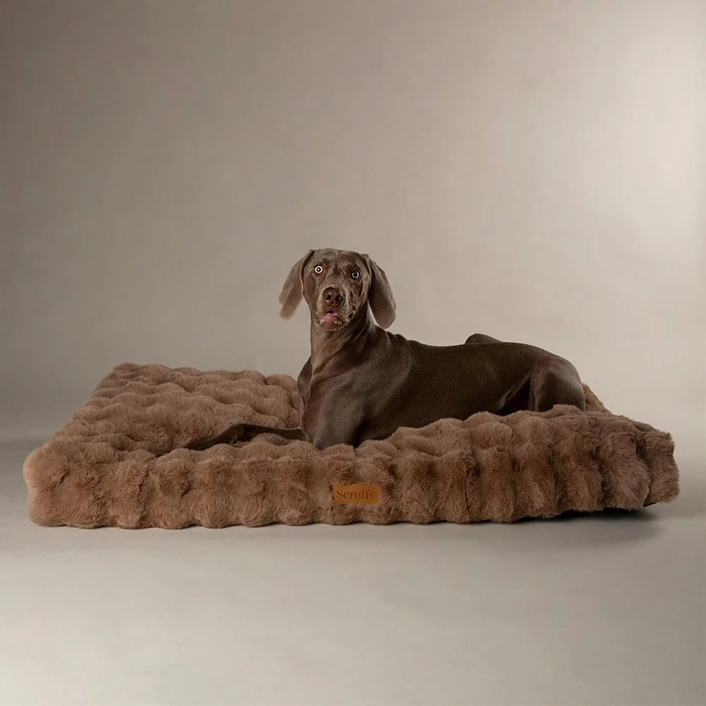 Dog lying on a brown plush dog bed against a neutral background