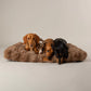 Four dachshunds lying on a fluffy brown dog bed against a plain background