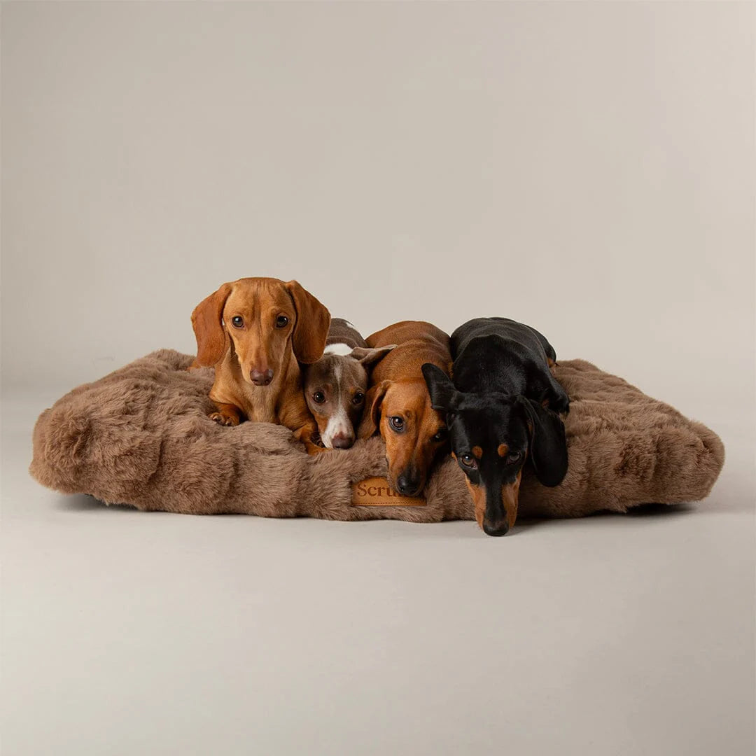 Four dachshunds lying on a fluffy brown dog bed against a plain background