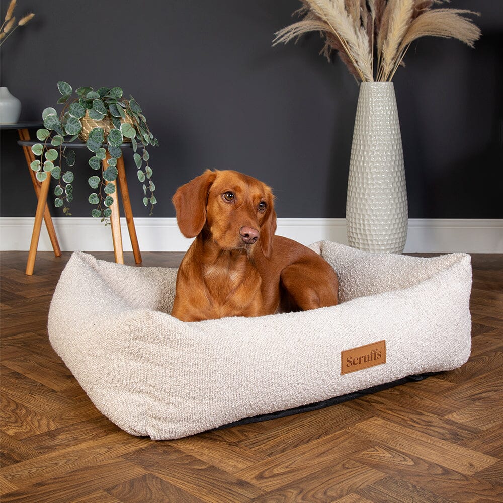 A brown dachshund sits in a fluffy cream-colored dog bed on a wooden floor, with a dark gray wall, a potted trailing plant, and a tall vase in the background. A small leather patch on the front of the bed reads 'Scrutls'.