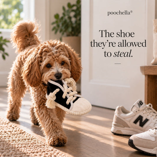 A small fluffy tan dog carries a black-and-white toy sneaker in its mouth while walking indoors. A pair of white New Balance sneakers sits nearby on a wooden floor, with a tote bag and knit blanket on a bench in the background.