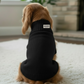 Dog wearing a black sweater with a brand label in a living room setting.