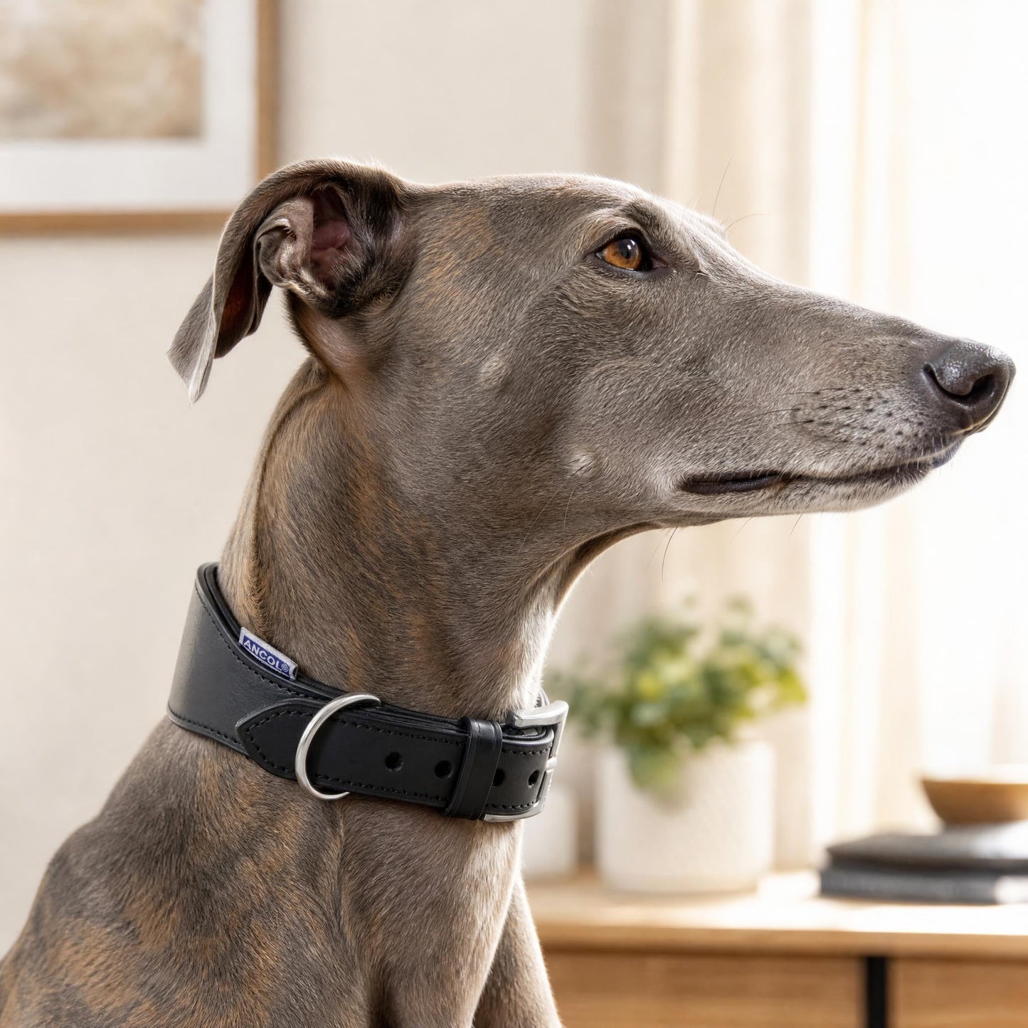 Ancol Black Leather Padded Hound Collar – Genuine Leather Greyhound & Whippet Collar | Luxury Dog Collar UK - Poochella®