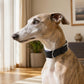 Ancol Black Leather Padded Hound Collar – Genuine Leather Greyhound & Whippet Collar | Luxury Dog Collar UK - Poochella®