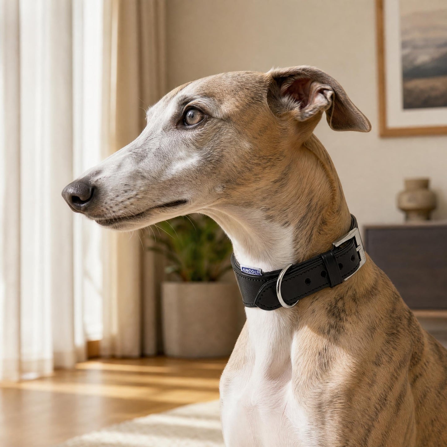 Ancol Black Leather Padded Hound Collar – Genuine Leather Greyhound & Whippet Collar | Luxury Dog Collar UK - Poochella®