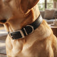 Ancol Classic Black Leather Dog Collar | Premium Leather Pet Collar - Poochella®