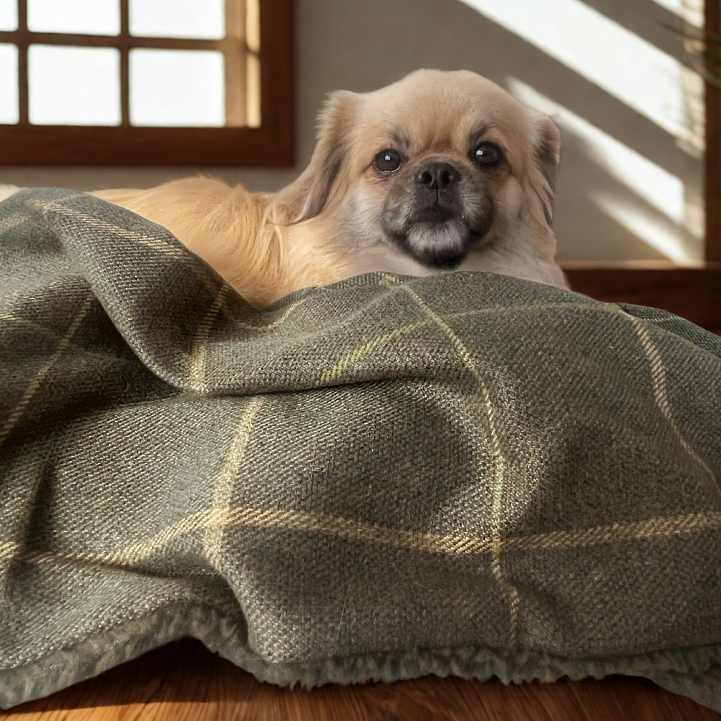 Arlo Forest Green Reversible Lambswool Sherpa Handmade Dog Blanket | The Artisan Dog Company - Poochella®