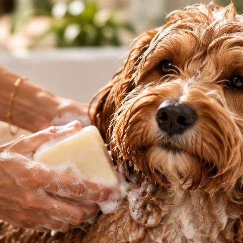 A close-up of a wet brown dog being washed by a person holding a bar of soap, with soap foam visible on the dog's neck and chest.